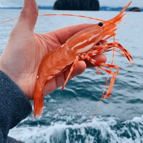 WildCaught Seafood in Montana Peeler's Wild Alaska Seafood