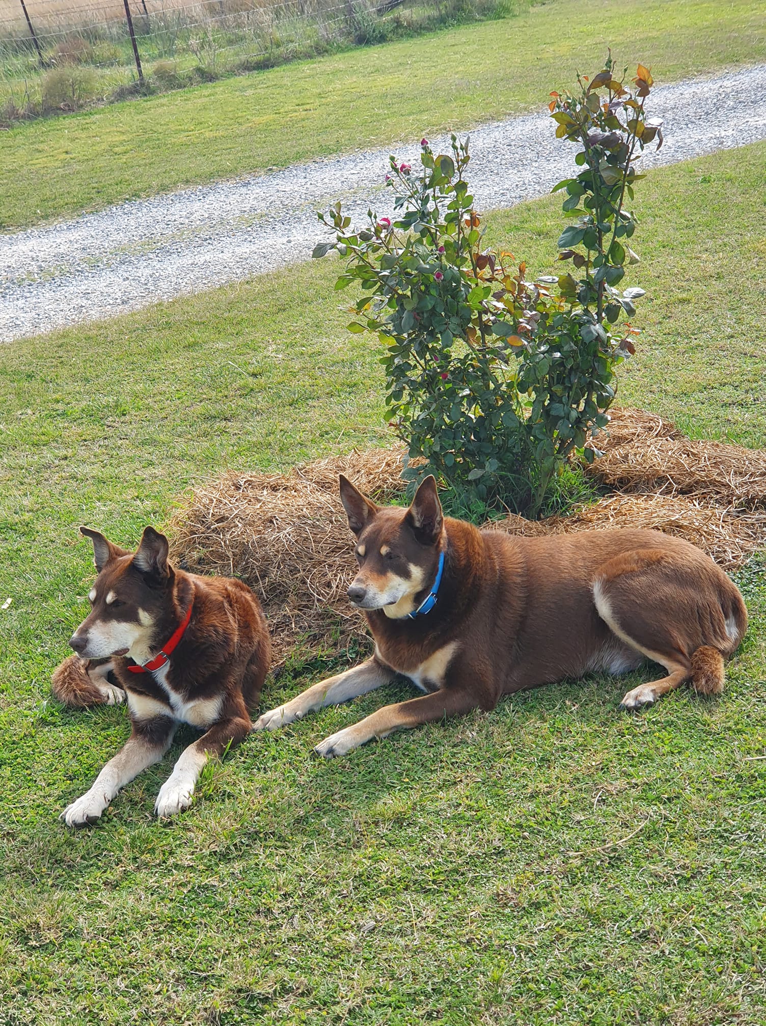 A1 Pet Motel Dog & Cat Pet Tamworth NSW