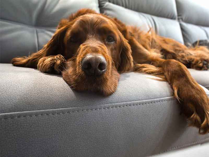 Trusted Upholstery Cleaning in Overland Park, KS Cleaning Edge, Inc.