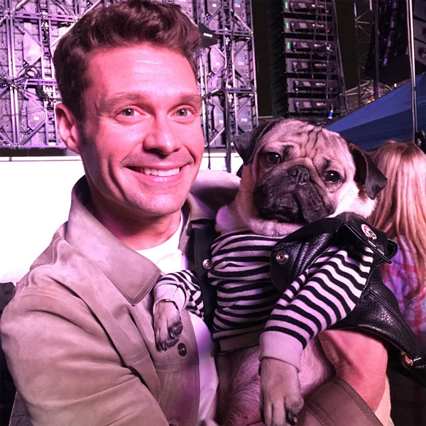 Doug the Pug About Doug