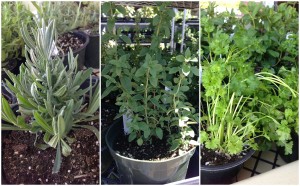 Herbs
