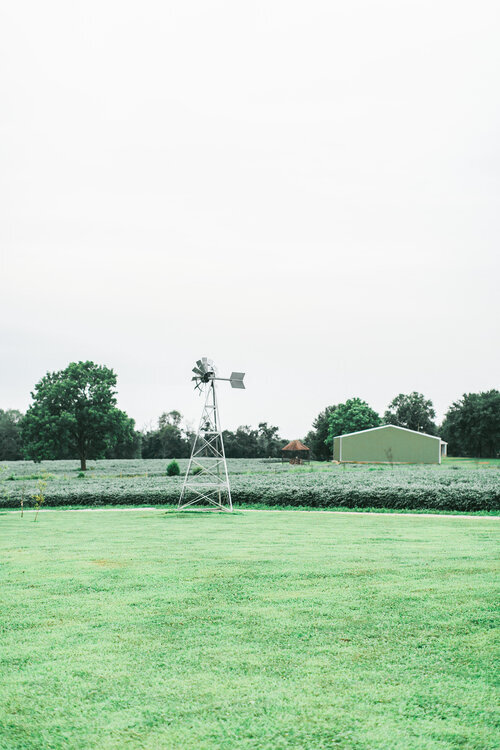 FarmWedding-Windmill-Crops-ErikaLynnPhotography.jpg
