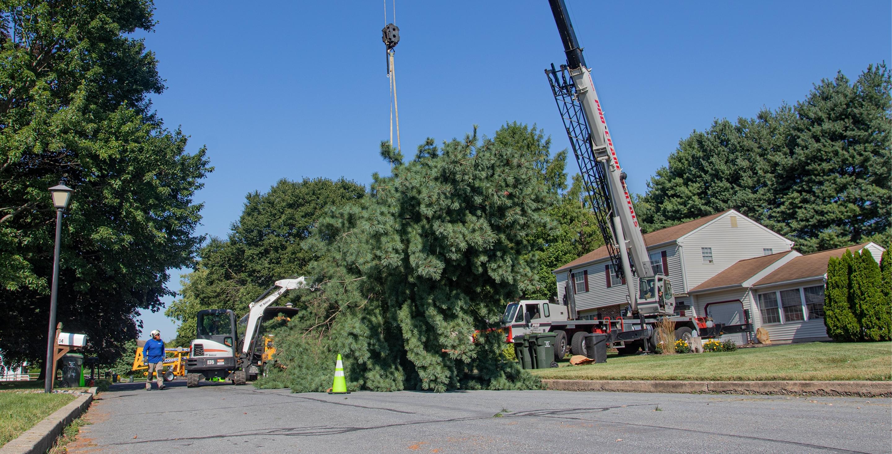 Crane Assisted Tree Removals The Tree Connection Coatesville PA how-much-does-a-cavity-filling-cost-without-insurance