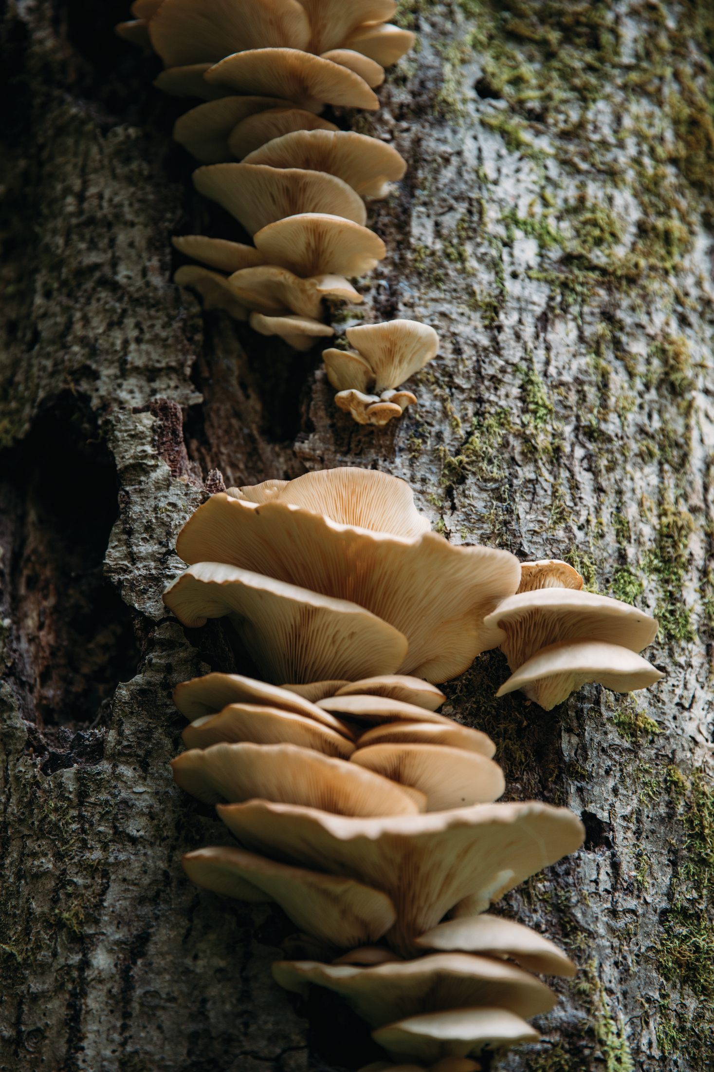 A picture of mushrooms growing on the side of a tree