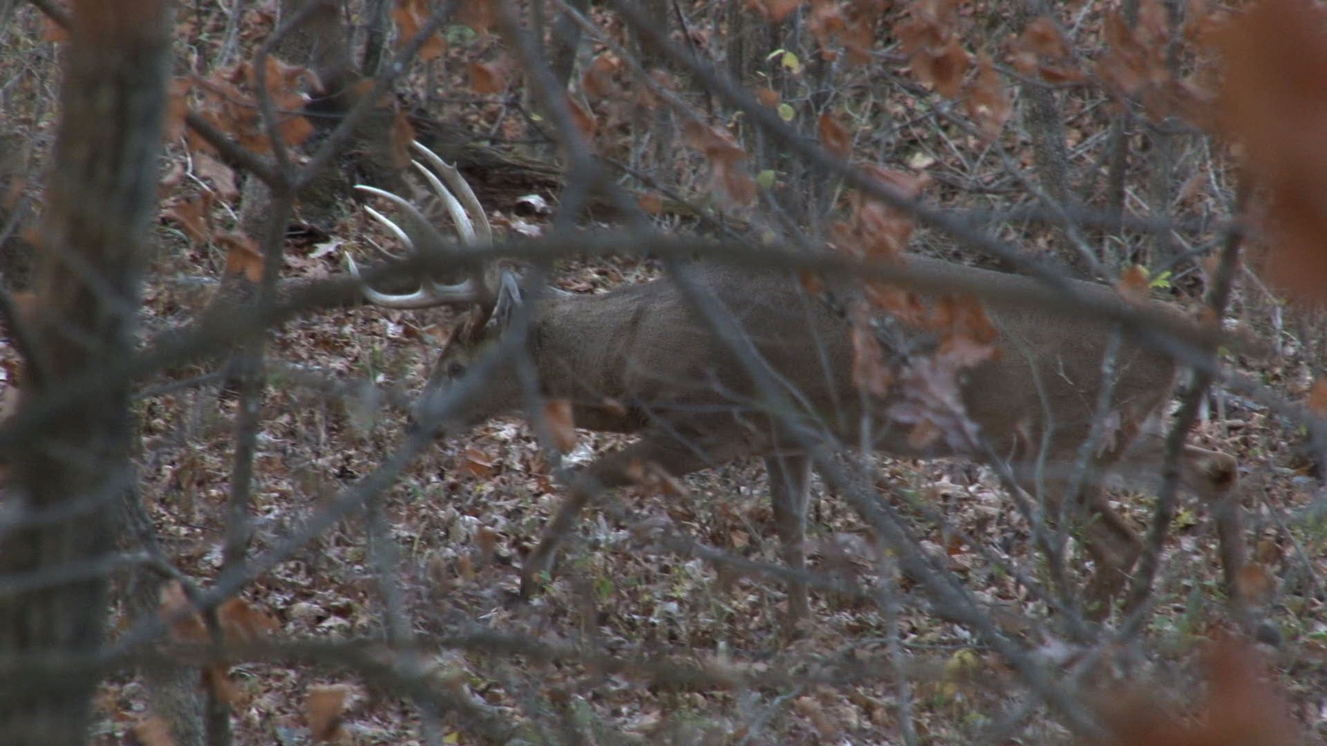 Hunting Gear Podcast OverRated UnderRated Whitetail Gear