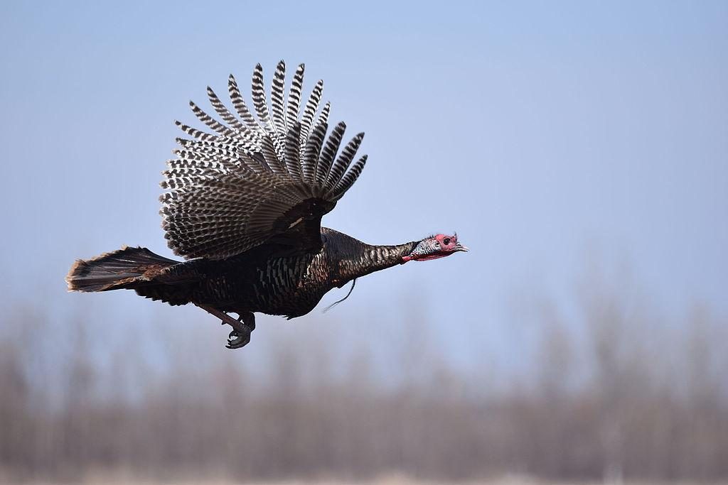 Wild Turkey 25224200549