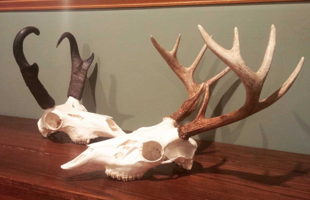 Pronghorn Whitetail