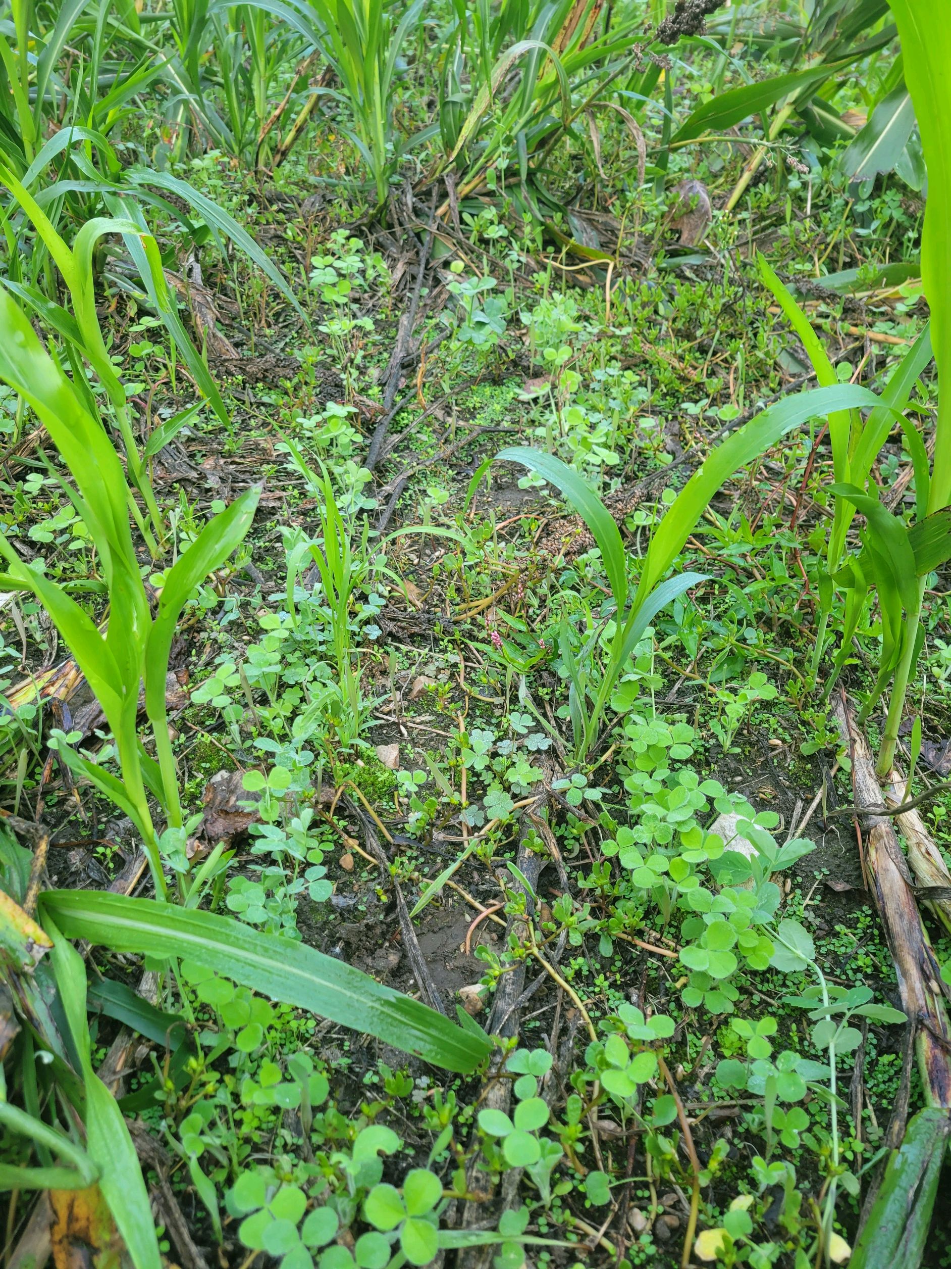 Pennsylvania Woodsman Food Plot and Nutrient Cycling Nerdology