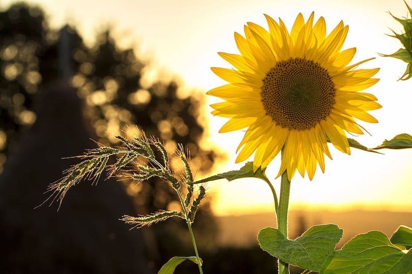 Sommer, Sonne, Sonnenblume