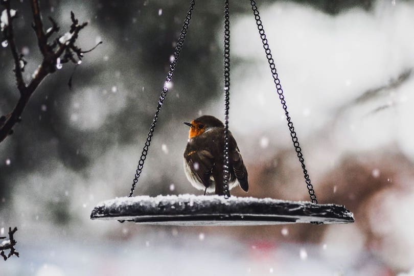 Vogel auf Futterplatz als Geschenk für Senioren