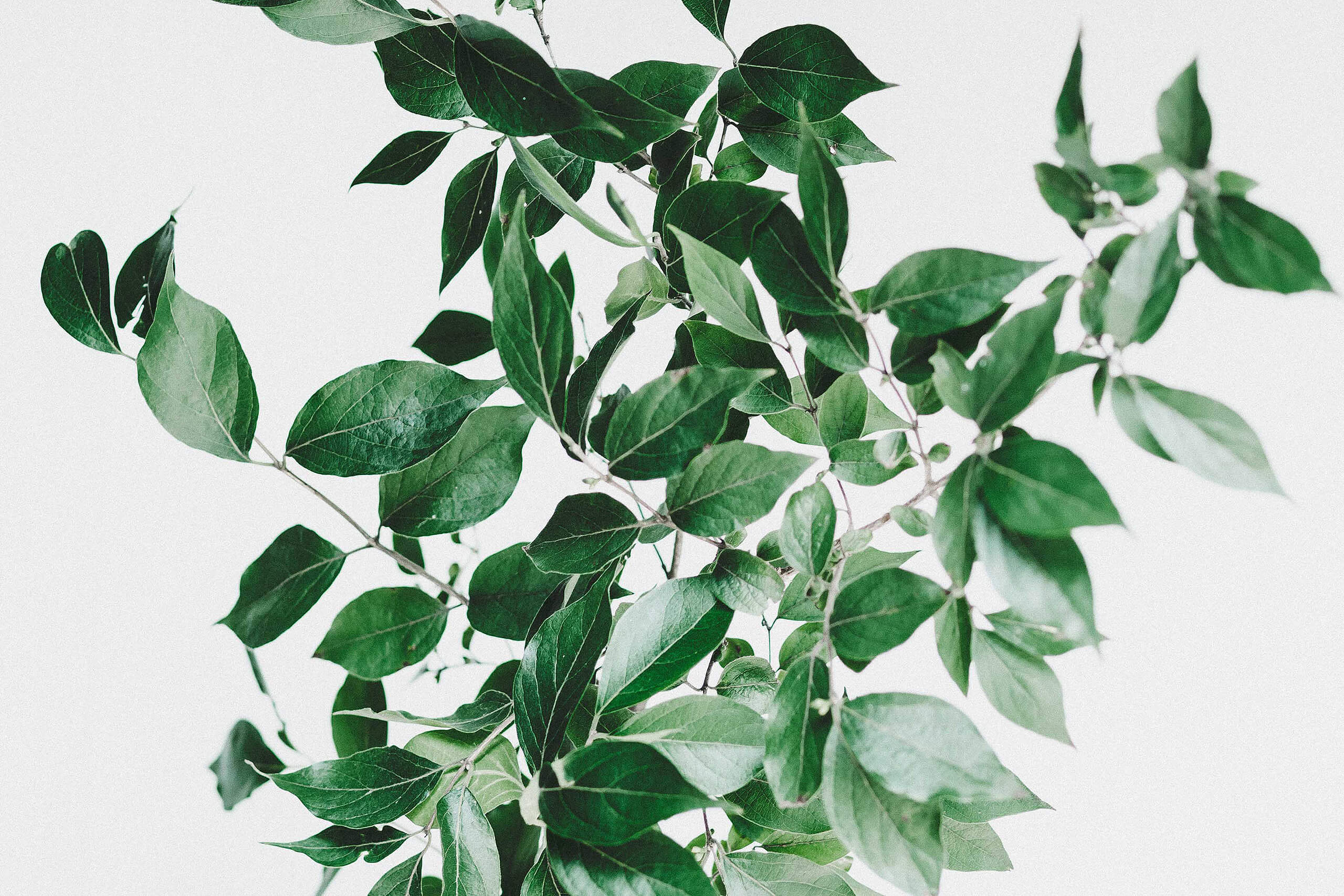 House plant leaves background for about Lane Housing Co page
