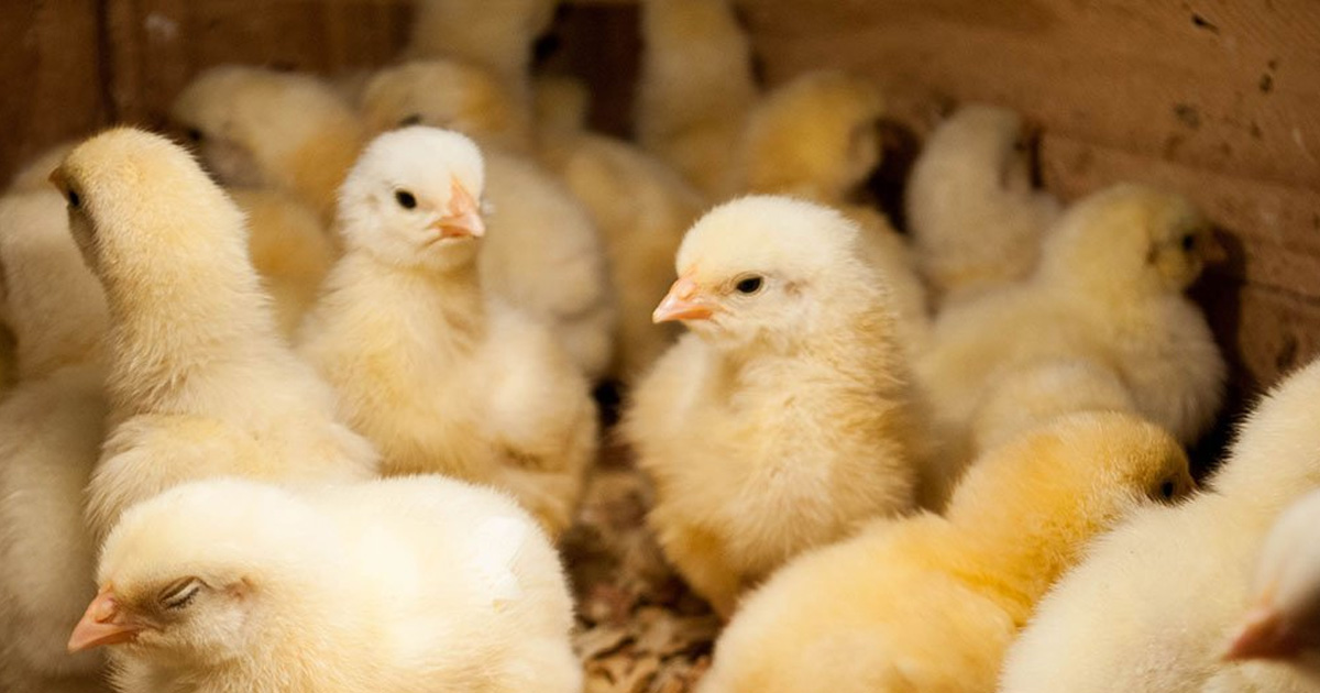 PUMPS FOR CHLORINE DIOXIDE NZ Pump Co.