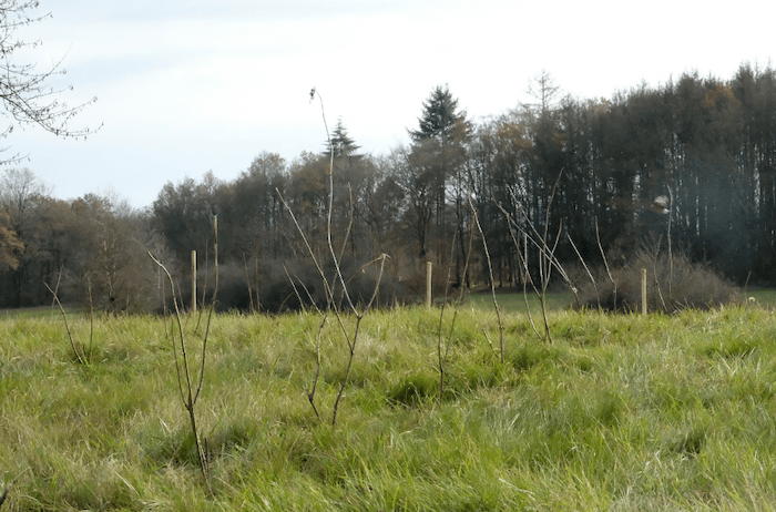Grüne Wiese vor einem Waldstück in Deutschland