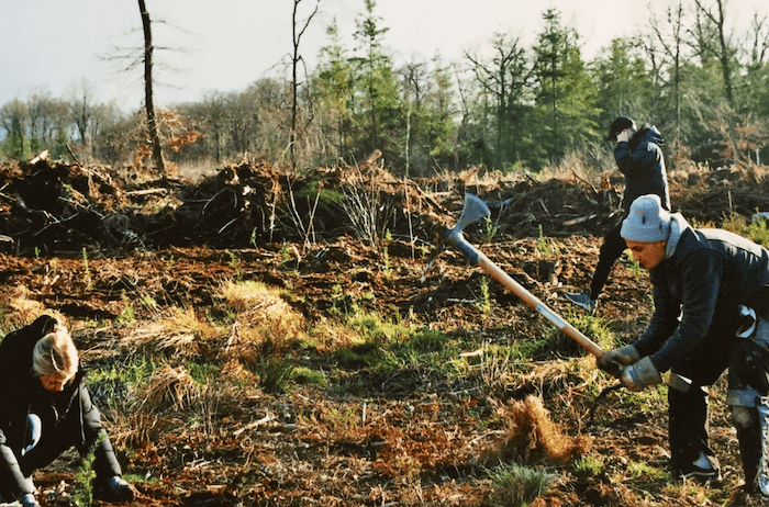 Einpflanzen auf einer Brachfläche im Wald