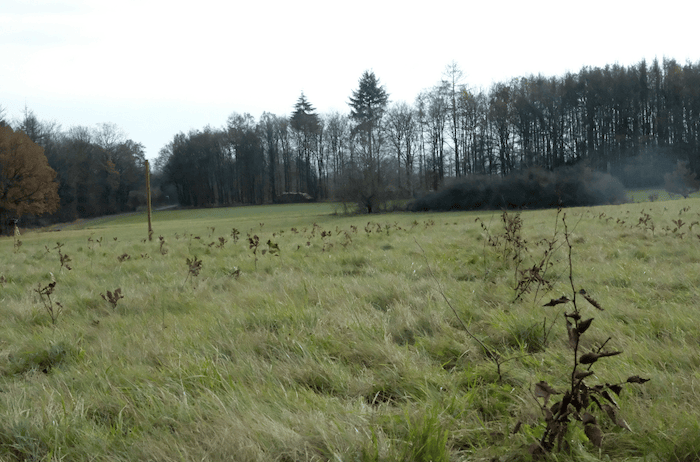 Wiese vor einem Nadelwald