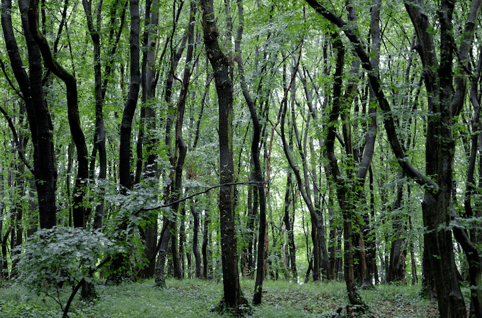 Bäume im Wald Grün