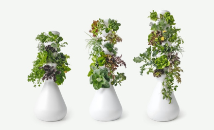 3 plants in white vases