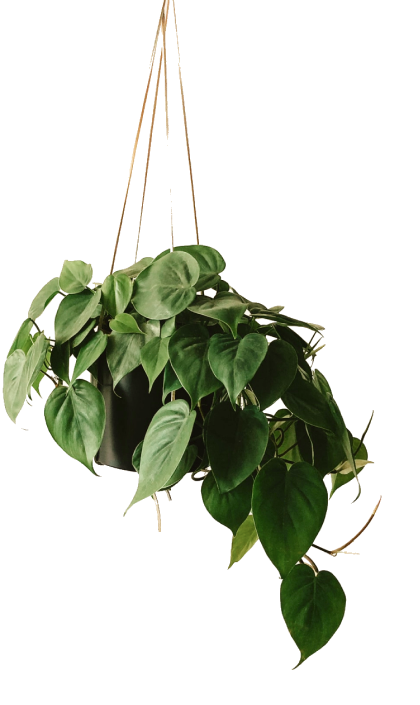 hanging plant