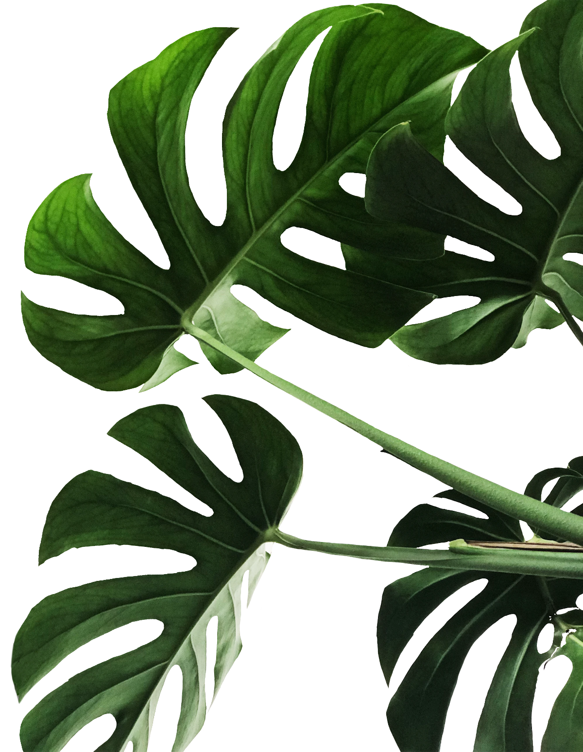 monstera leaves