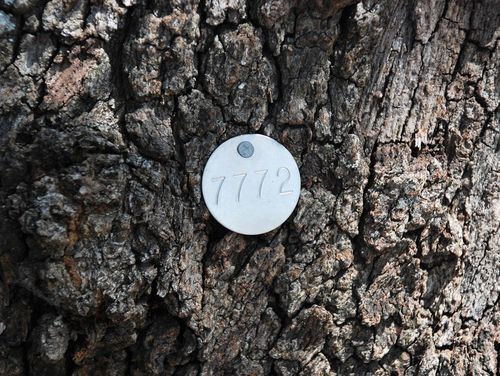 Tree condition & risk assessment - Assured Trees