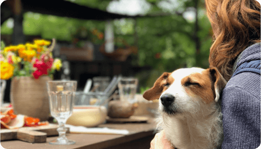 dog and human sitting down