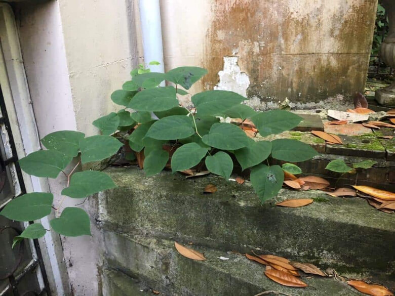Japanese Knotweed Garden