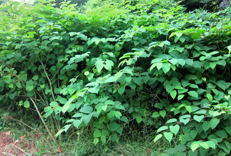 Knotweed Green Leaves