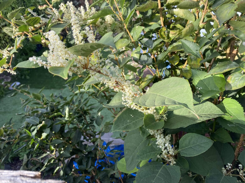 Japanese Knotweed Trees