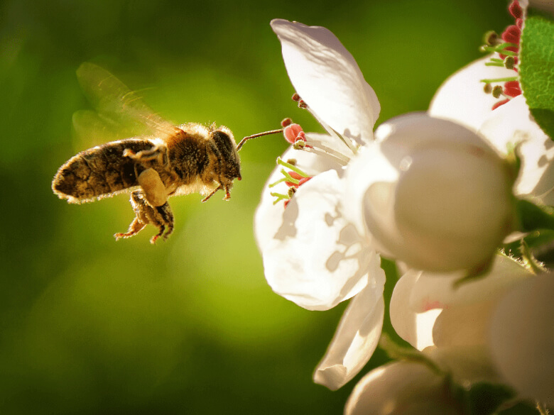 Bee On Flower