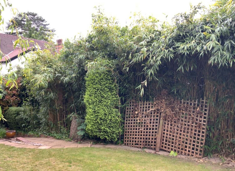 Giant Bamboo