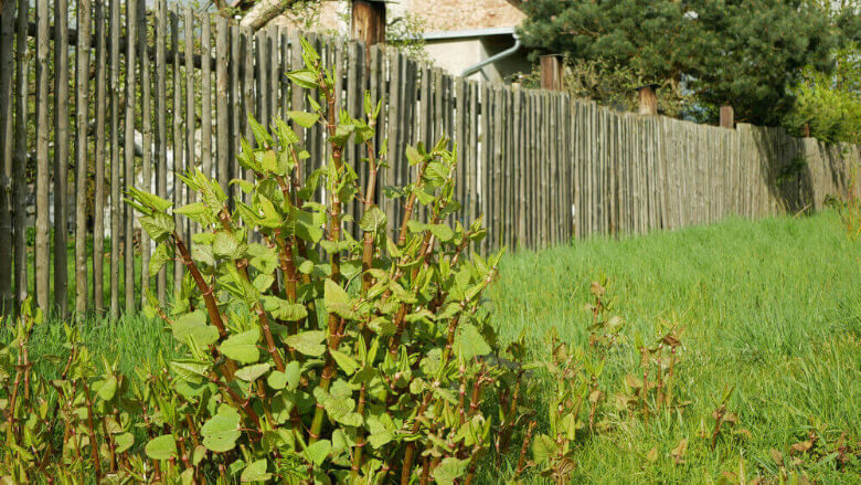 Japanese Knotweed Garden