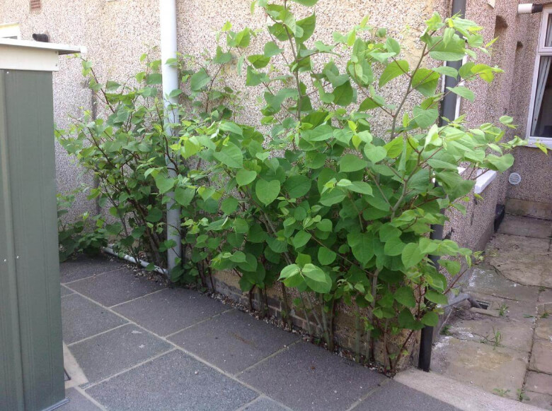 Knotweed Around House