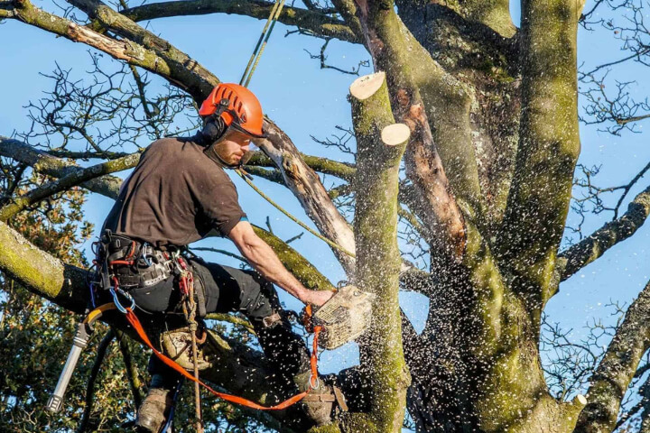 Tree Removal