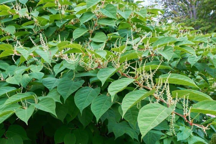 Green Leaves With Flowers