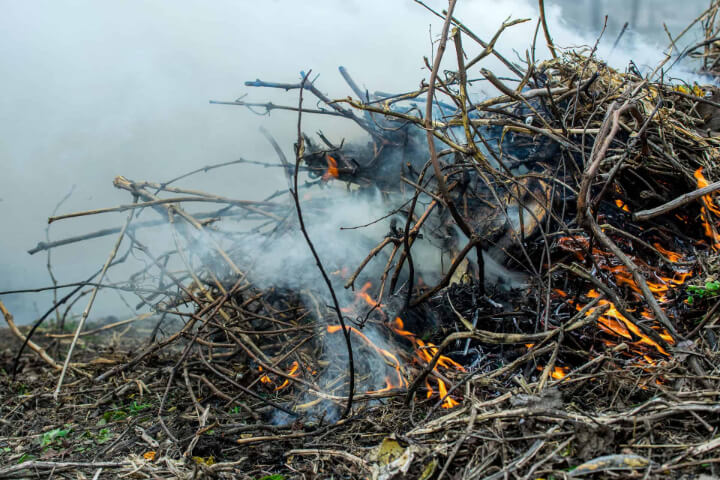 Burning Knotweed