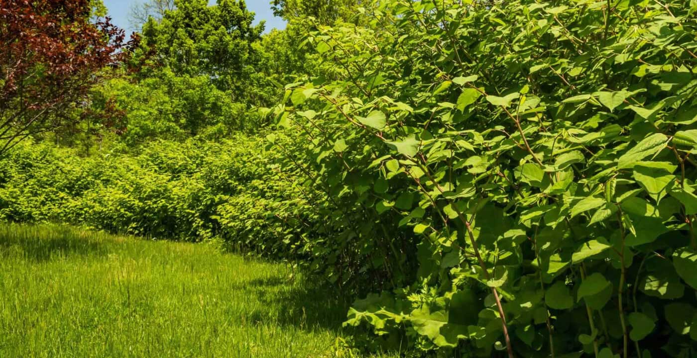 Green Plants And Grass