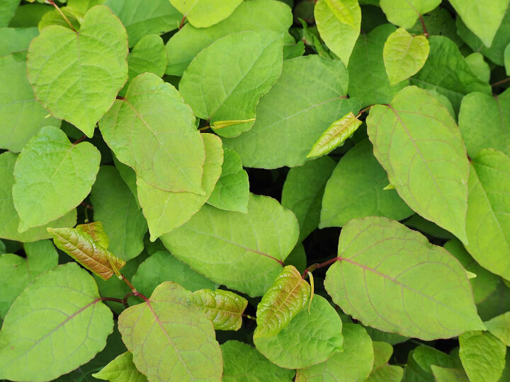 Green Leaves