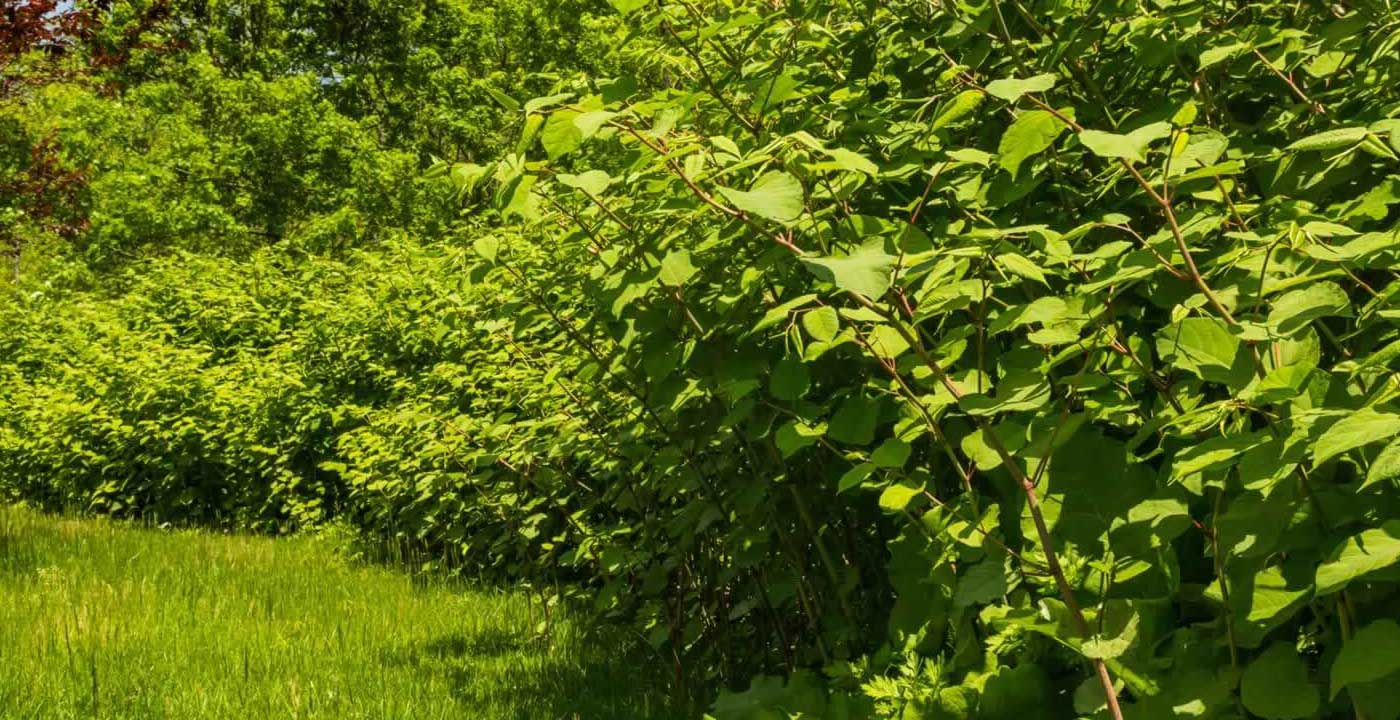 Green Leaves