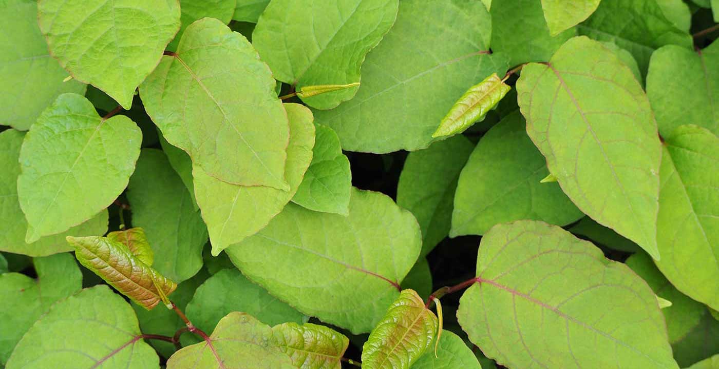 Green Leaves