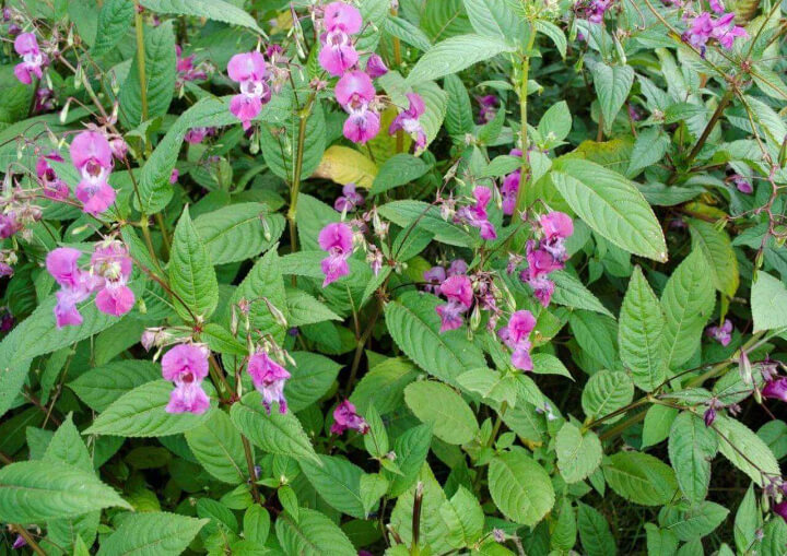 Purple Flowers