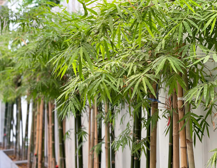 Bamboo Stems