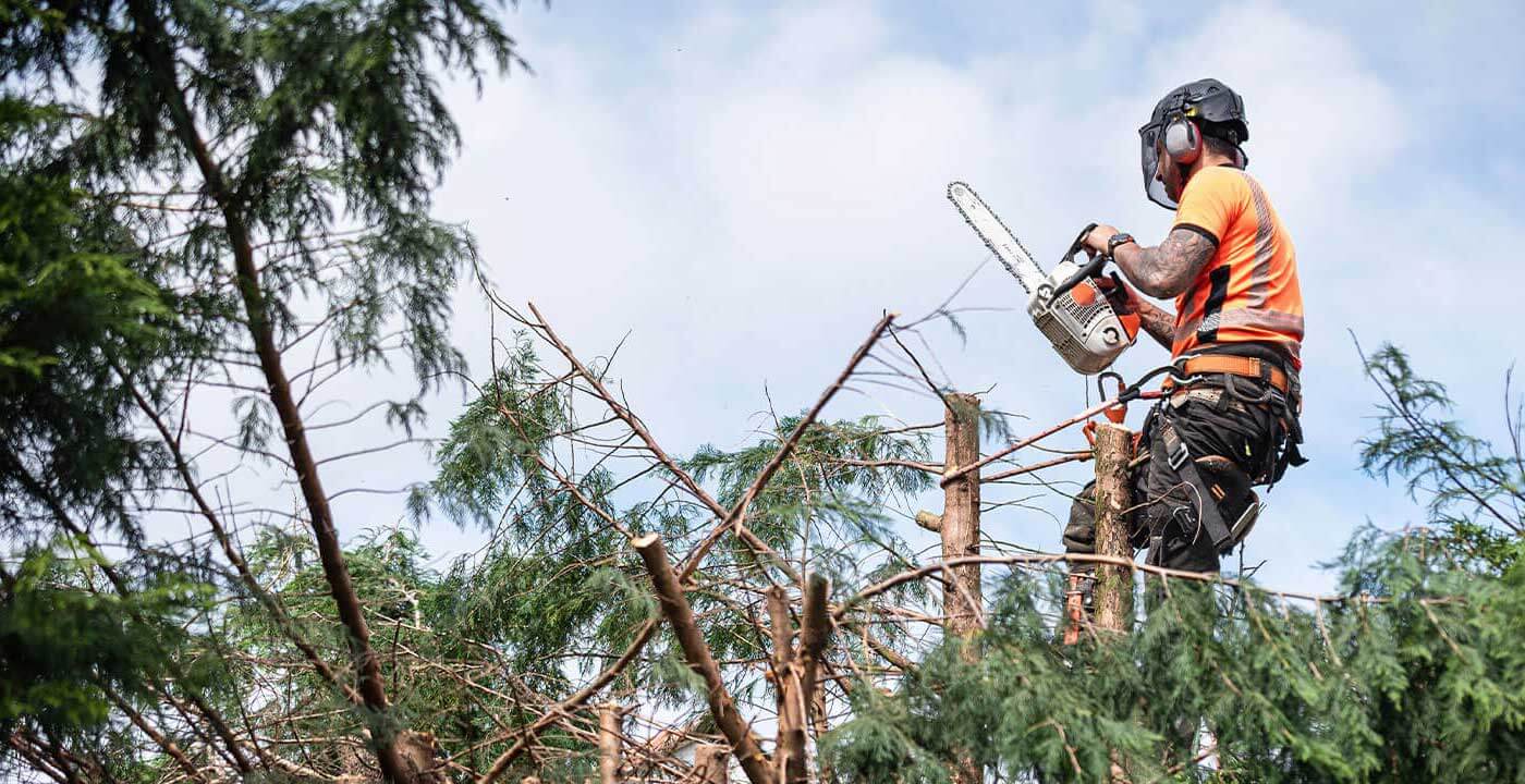 Man Removing Trees