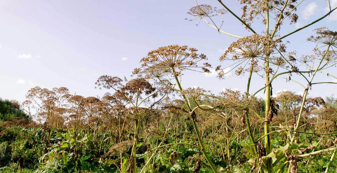 Giant Hogweed
