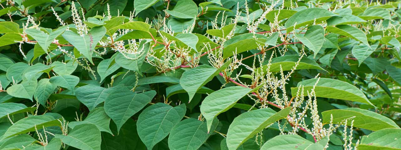 Green Leaves With Flowers