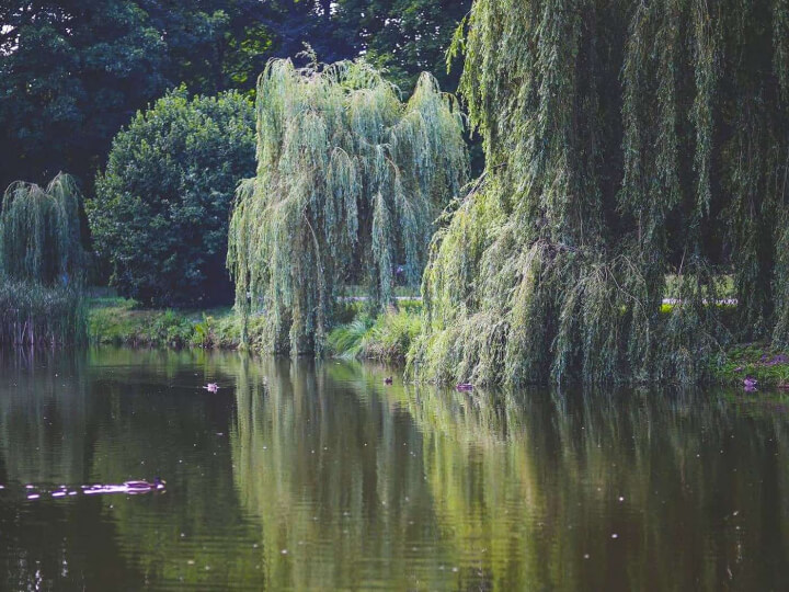 Mirror Lake