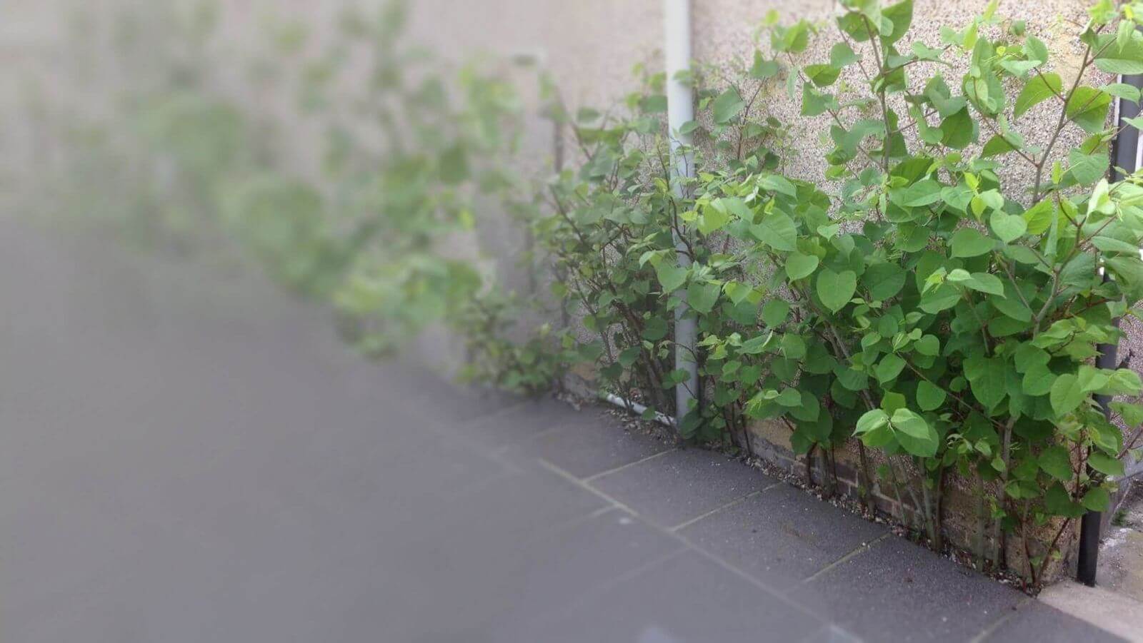 Japanese Knotweed Around House