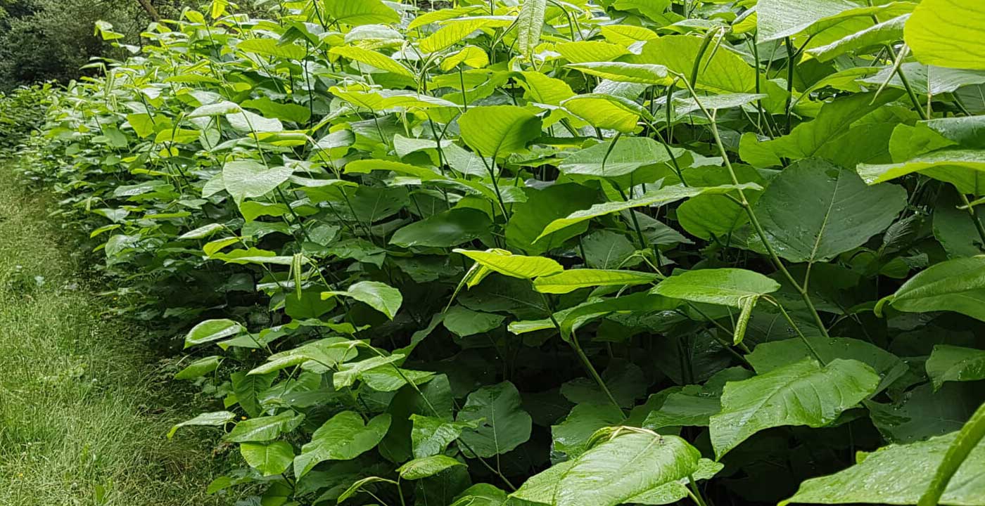 Green Leaves