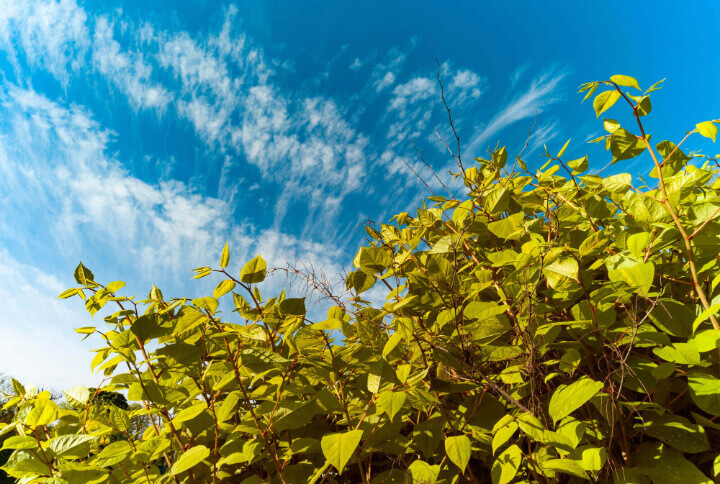 Leaves and sky