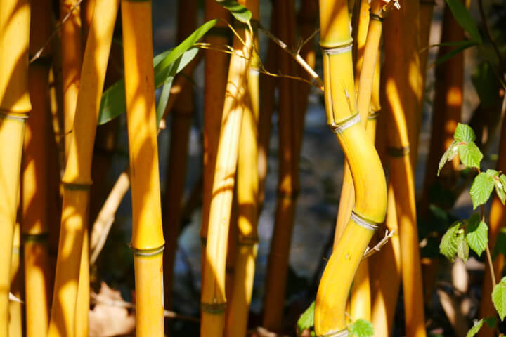 Dry Yellow Bamboo