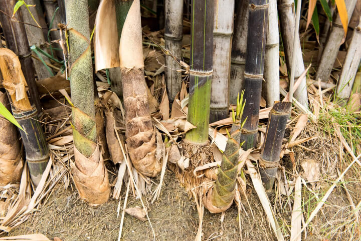 Dry Bamboo Roots
